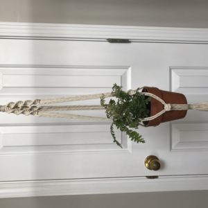 Echeveria Plant Hanger