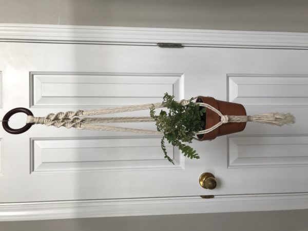 Echeveria Plant Hanger