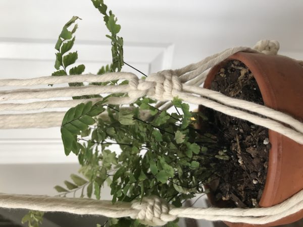 Echeveria Plant Hanger - Image 3