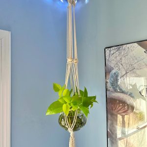 Philodendron Plant Hanger