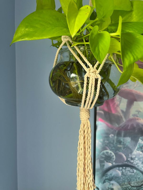 Jade Plant Hanger - Image 4