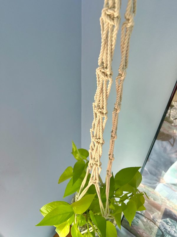 Jade Plant Hanger - Image 2