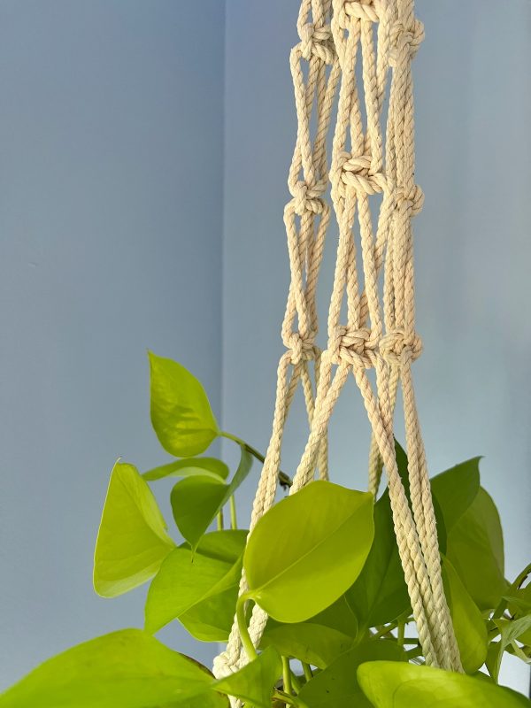 Jade Plant Hanger - Image 3