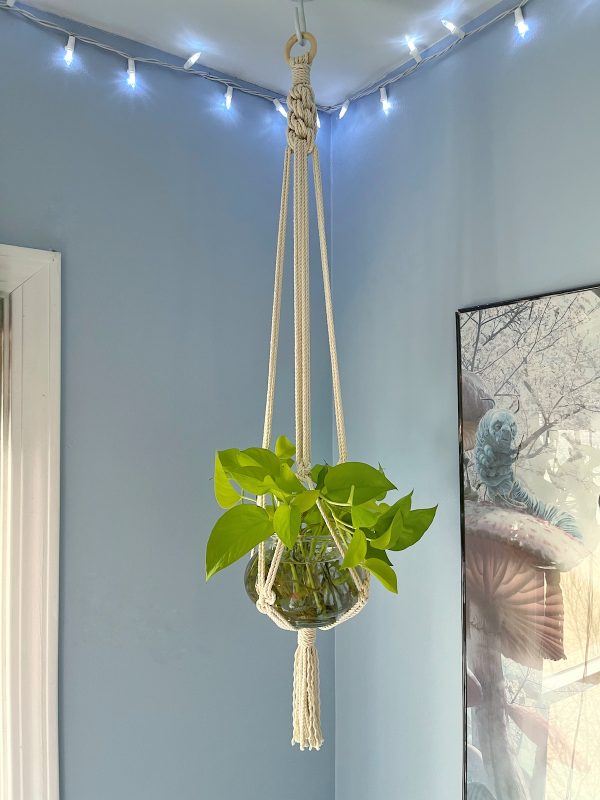 Crassula Plant Hanger
