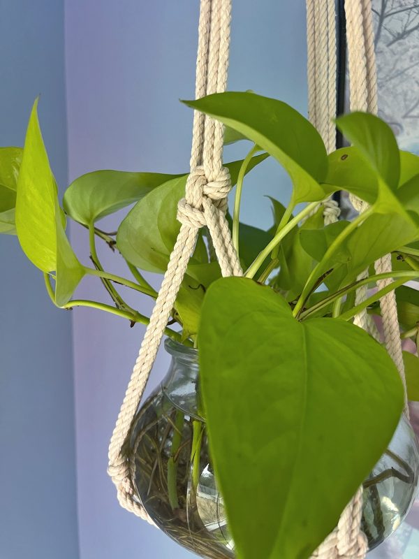 Crassula Plant Hanger - Image 3