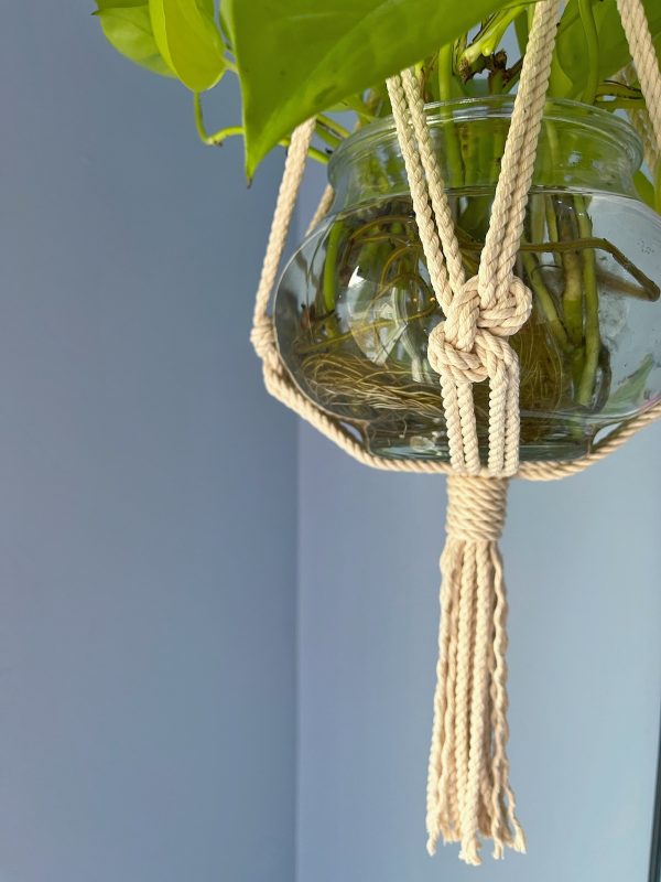Crassula Plant Hanger - Image 4